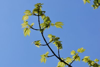 Acer pseudoplatanus 'Leopoldii' - javor horský 'Leopoldii'- jarní větévka